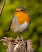 Rødstrupe (Erithacus rubecula)