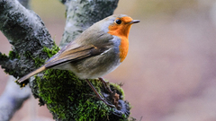 Rødstrupe (Erithacus rubecula)