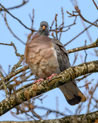 Ringdue (Columba palumbus)