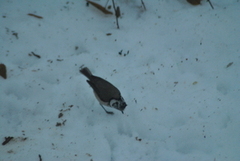 Toppmeis (Lophophanes cristatus)