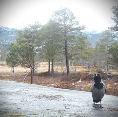 Kråke (Corvus cornix)