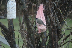 Munk (Sylvia atricapilla)