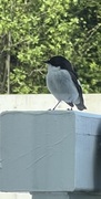 Svarthvit fluesnapper (Ficedula hypoleuca)