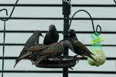 Stær (Sturnus vulgaris)