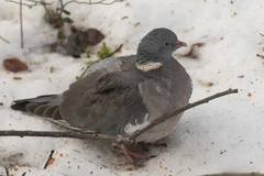 Ringdue (Columba palumbus)