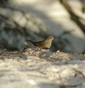 Jernspurv (Prunella modularis)