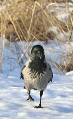 Kråke (Corvus cornix)