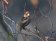 Kjernebiter (Coccothraustes coccothraustes)