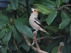 Kjernebiter (Coccothraustes coccothraustes)