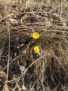 Hestehov (Tussilago farfara)