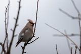 Sidensvans (Bombycilla garrulus)