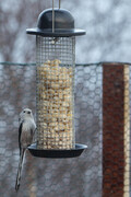 Stjertmeis (Aegithalos caudatus)