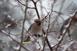 Sidensvans (Bombycilla garrulus)