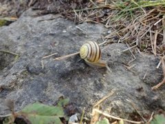 Lundsnegl (Cepaea nemoralis)