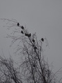 Sidensvans (Bombycilla garrulus)