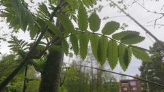 Rogn (Sorbus aucuparia)