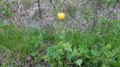 Ballblom (Trollius europaeus)