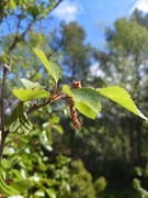 Bjørk (Betula pubescens)