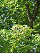 Rogn (Sorbus aucuparia)