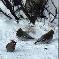 Sidensvans (Bombycilla garrulus)