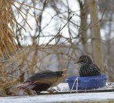 Stær (Sturnus vulgaris)