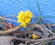 Hestehov (Tussilago farfara)