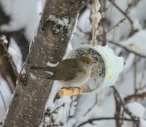 Munk (Sylvia atricapilla)