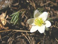 Hvitveis (Anemone nemorosa)