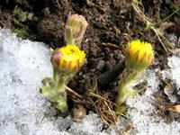 Hestehov (Tussilago farfara)