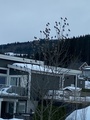 Sidensvans (Bombycilla garrulus)