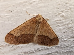 Vårfrostmåler (Agriopis marginaria)