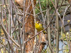 Grønnfink (Chloris chloris)