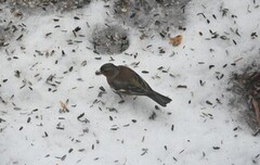 Bokfink (Fringilla coelebs)