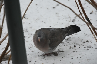 Ringdue (Columba palumbus)