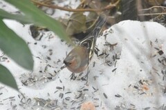 Bokfink (Fringilla coelebs)