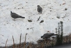 Ringdue (Columba palumbus)