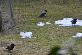 Kråke (Corvus cornix)