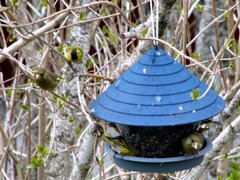 Grønnsisik (Carduelis spinus)