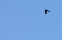 Ravn (Corvus corax)