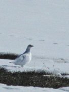 Fjellrype (Lagopus muta)