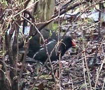 Sivhøne (Gallinula chloropus)