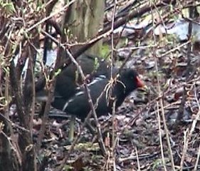 Sivhøne (Gallinula chloropus)