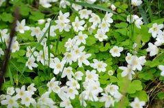 Gjøkesyre (Oxalis acetosella)