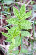 Mjødurt (Filipendula ulmaria)