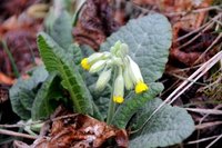 Marianøkleblom (Primula veris)