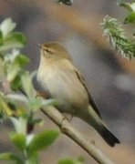 Gransanger (Phylloscopus collybita)