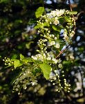 Hegg (Prunus padus)