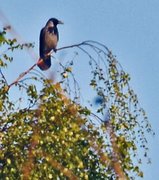 Kråke (Corvus cornix)