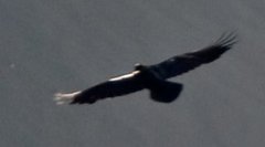 Ravn (Corvus corax)