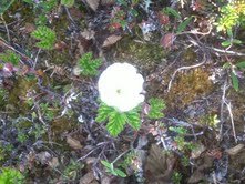 Molte (Rubus chamaemorus)